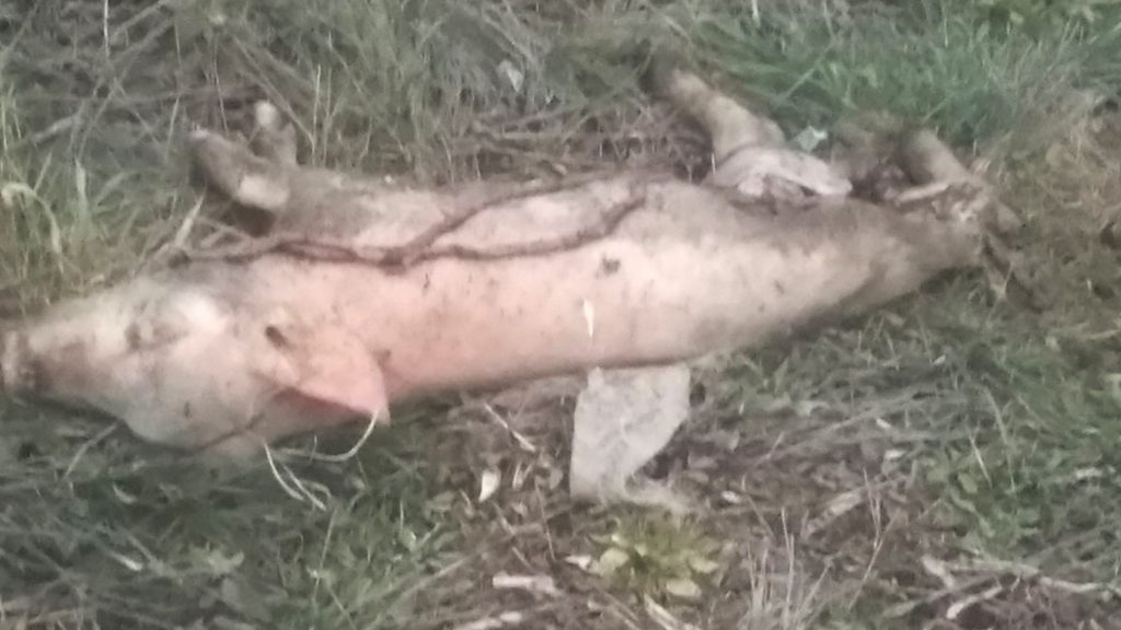 В Запорожской области возле одного из предприятий разбросали мёртвых свиней (ФОТО)