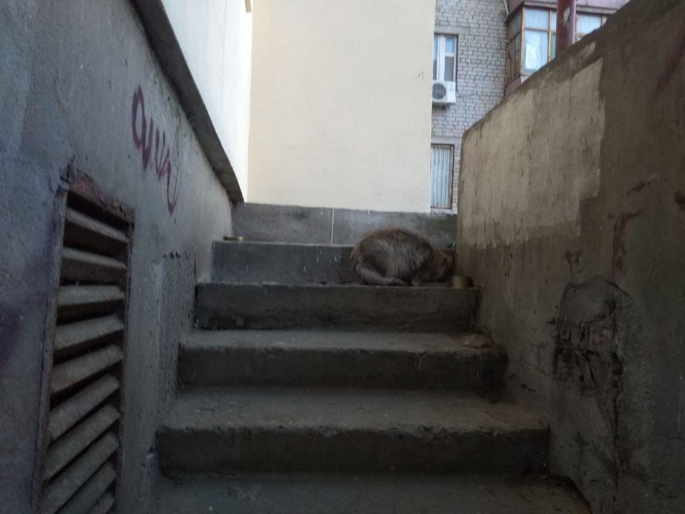 Стала известна судьба замурованных в запорожской многоэтажке котят (ФОТО)