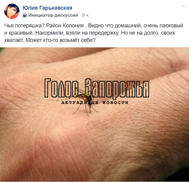 В Запорожской области активизировались летние насекомые (ФОТО)