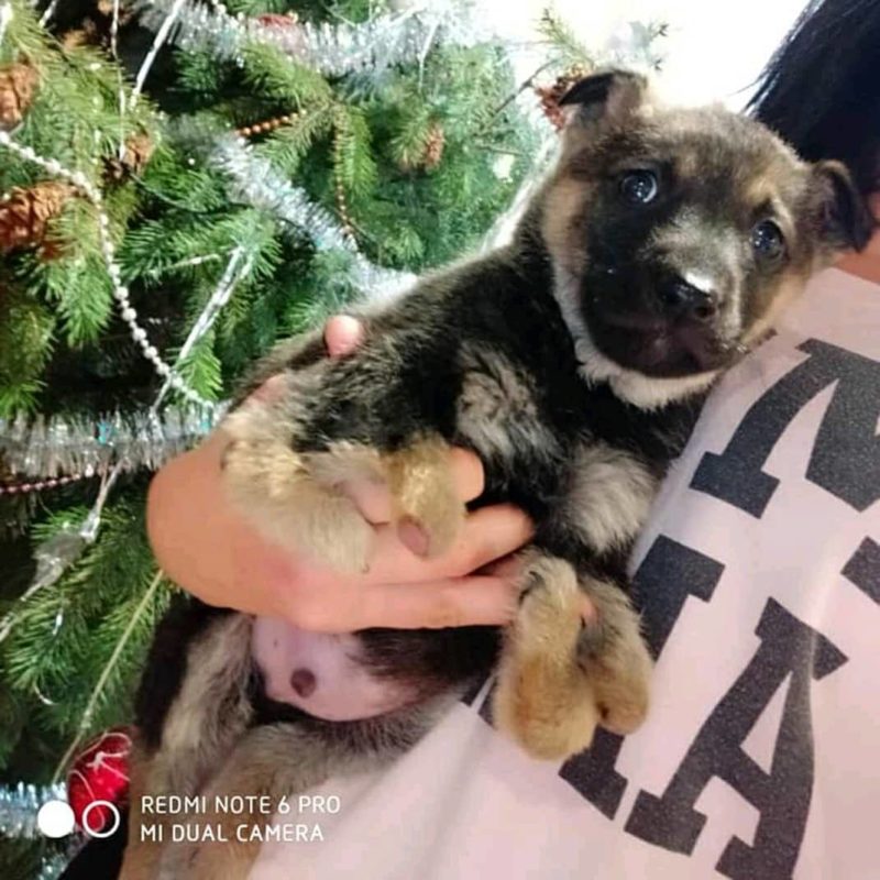 Пугающая аномалия: в Запорожье родился шестилапый щенок (ФОТО)