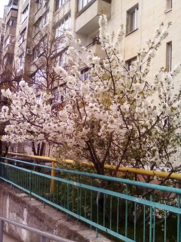 В Запорожской области под Новый год вовсю цвела вишня (ФОТО)