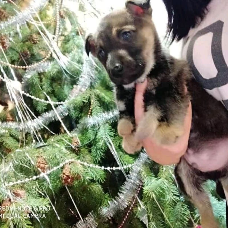 Пугающая аномалия: в Запорожье родился шестилапый щенок (ФОТО)
