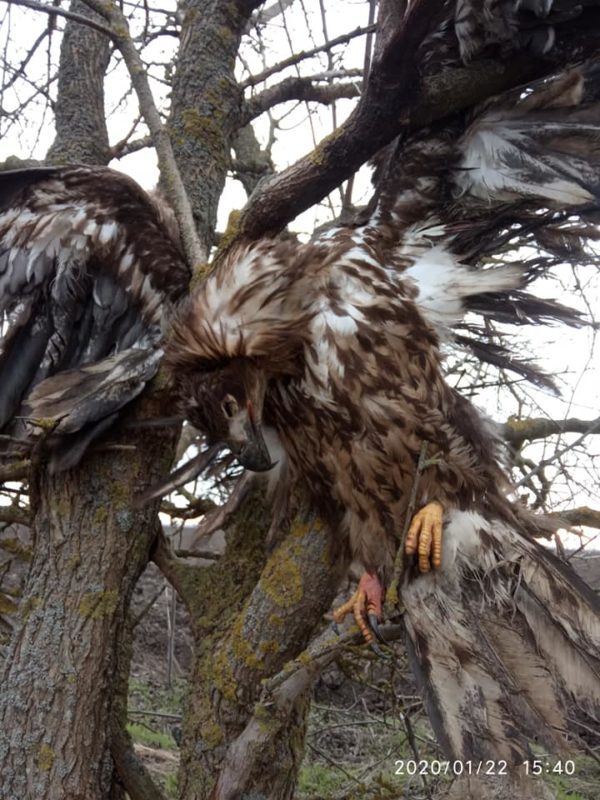 В Запорожской области охотники ради забавы истерзали степного орла (ФОТО)