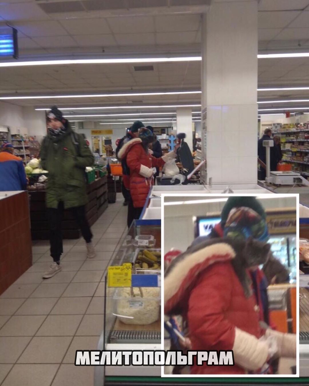 Курьёз: в Запорожской области в супермаркете заметили пушистого покупателя (ФОТО)