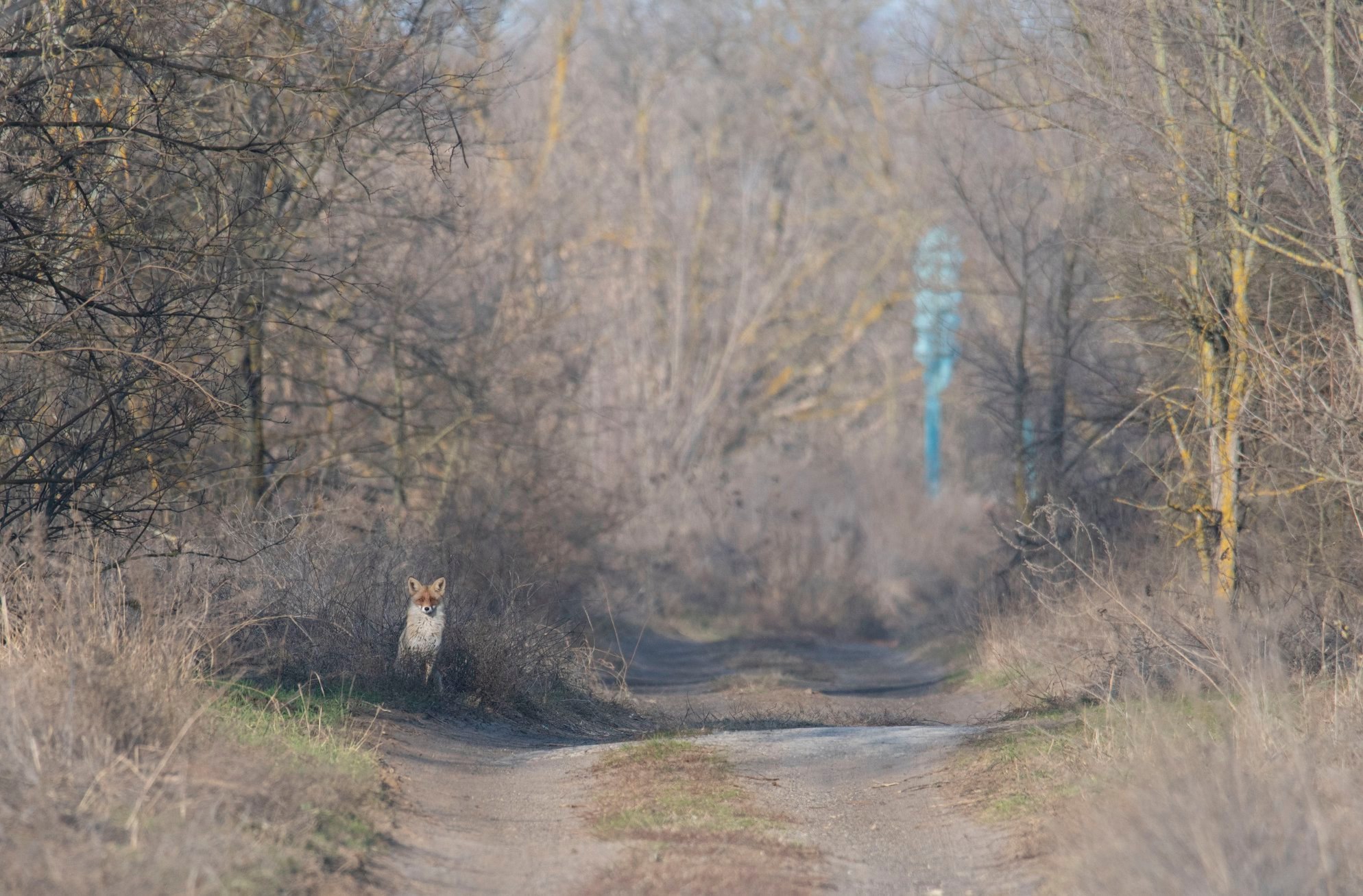 На Хортице редкие животные "позировали" на камеру запорожскому фотографу (ФОТО)