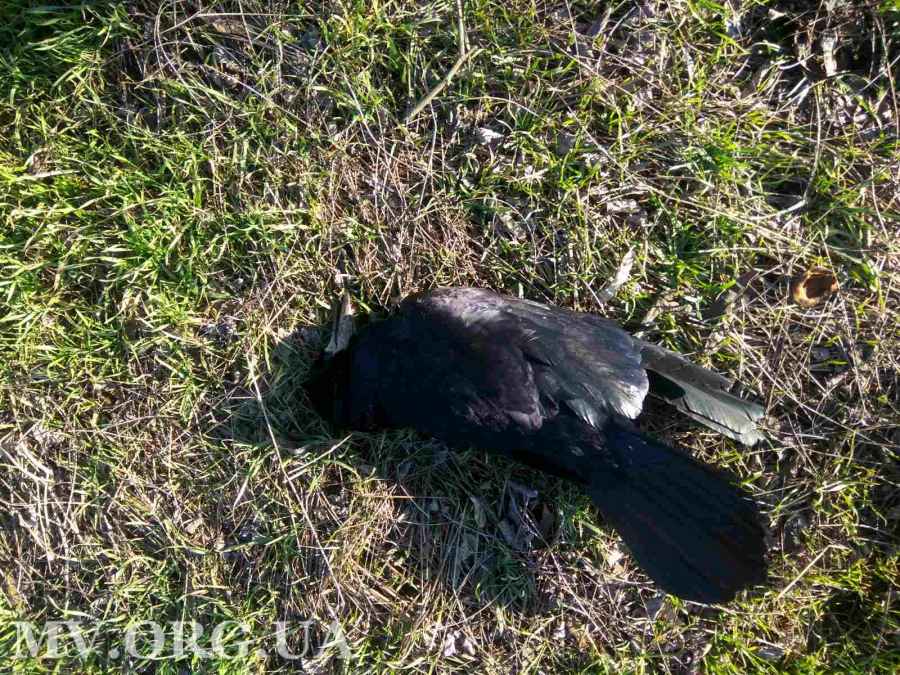 В Запорожской области на землю падают птицы (ФОТО)