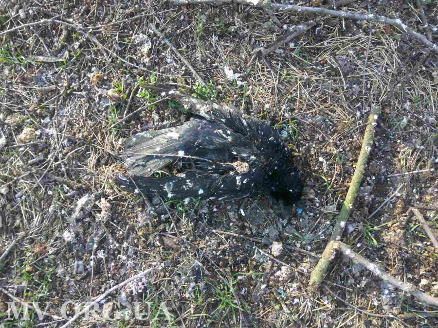 В Запорожской области на землю падают птицы (ФОТО)