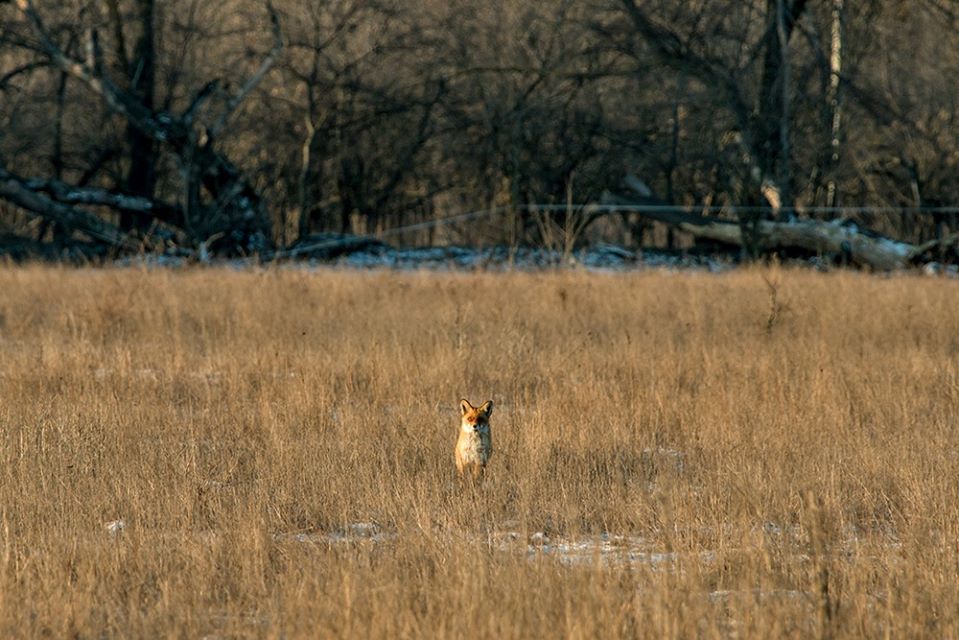 Курьёз: запорожский фотограф запечатлел на Хортице "летающую" лису (ФОТО)