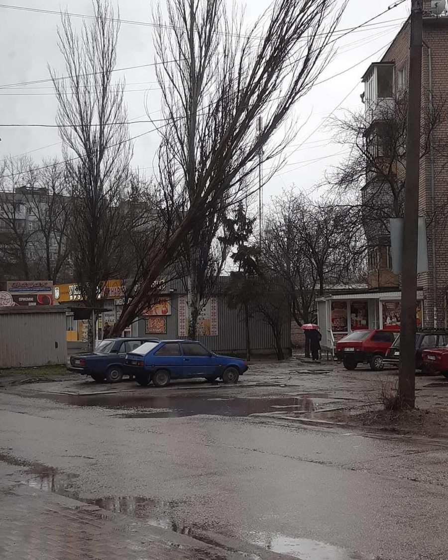 Шквальный ветер в Запорожье выкорчёвывает деревья (ФОТО)