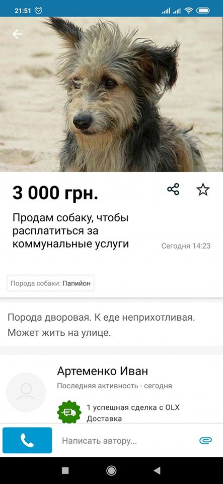 Курьёз: запорожцы продают своих собак на частных сайтах, чтобы "заплатить за газ" (ФОТО)