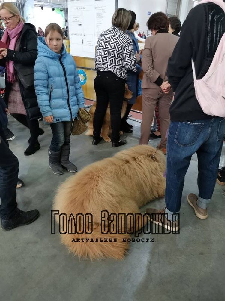 В Запорожье на выставке соревнуются собаки всех пород (ФОТОРЕПОРТАЖ)