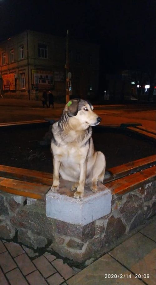 Живой памятник: в Запорожской области живёт пёс, который стал "приморским Хатико" (ФОТО)