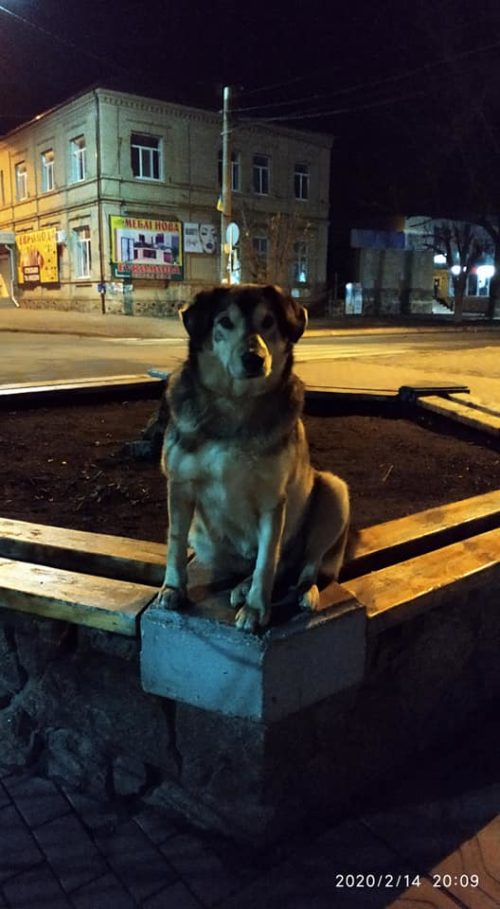 Живой памятник: в Запорожской области живёт пёс, который стал "приморским Хатико" (ФОТО)