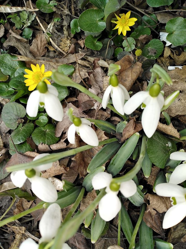 В Запорожье вовсю цветут лютики и подснежники (ФОТО)
