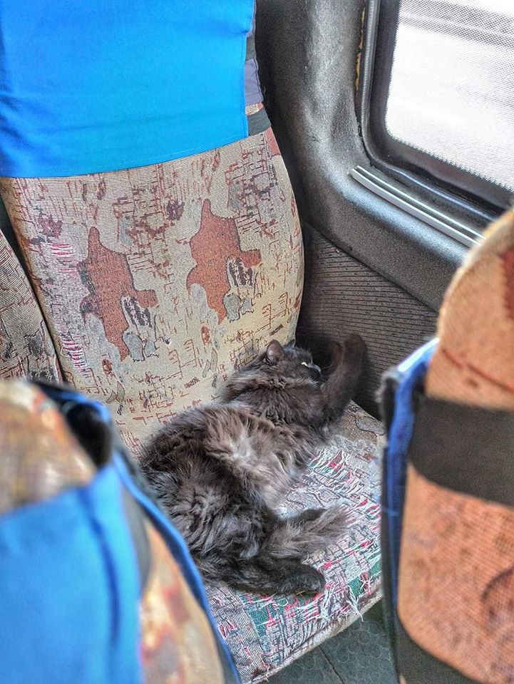 В Запорожской маршрутке катается пушистый кот (ФОТО)