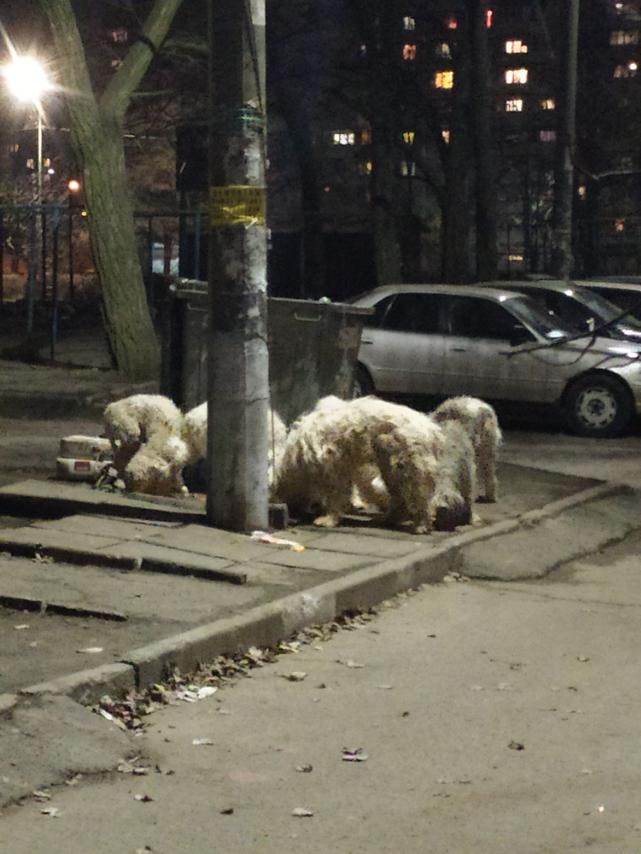 В Запорожье на улице погибает стая породистых собак (ФОТО)