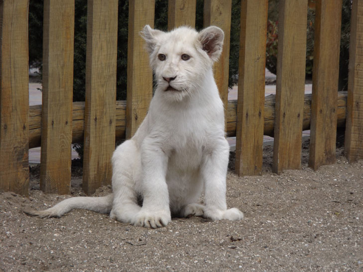 Большой котёнок: в бердянском зоопарке белый лев показал, как резвятся гигантские кошки (ВИДЕО)