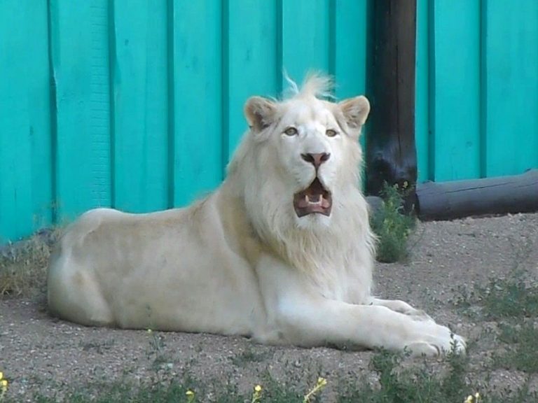 Большой котёнок: в бердянском зоопарке белый лев показал, как резвятся гигантские кошки (ВИДЕО)