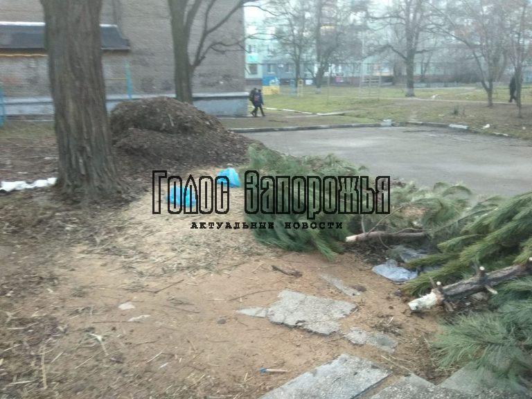 Запорожье продолжает «тонуть» в выброшенных соснах: чем это чревато (ФОТО)