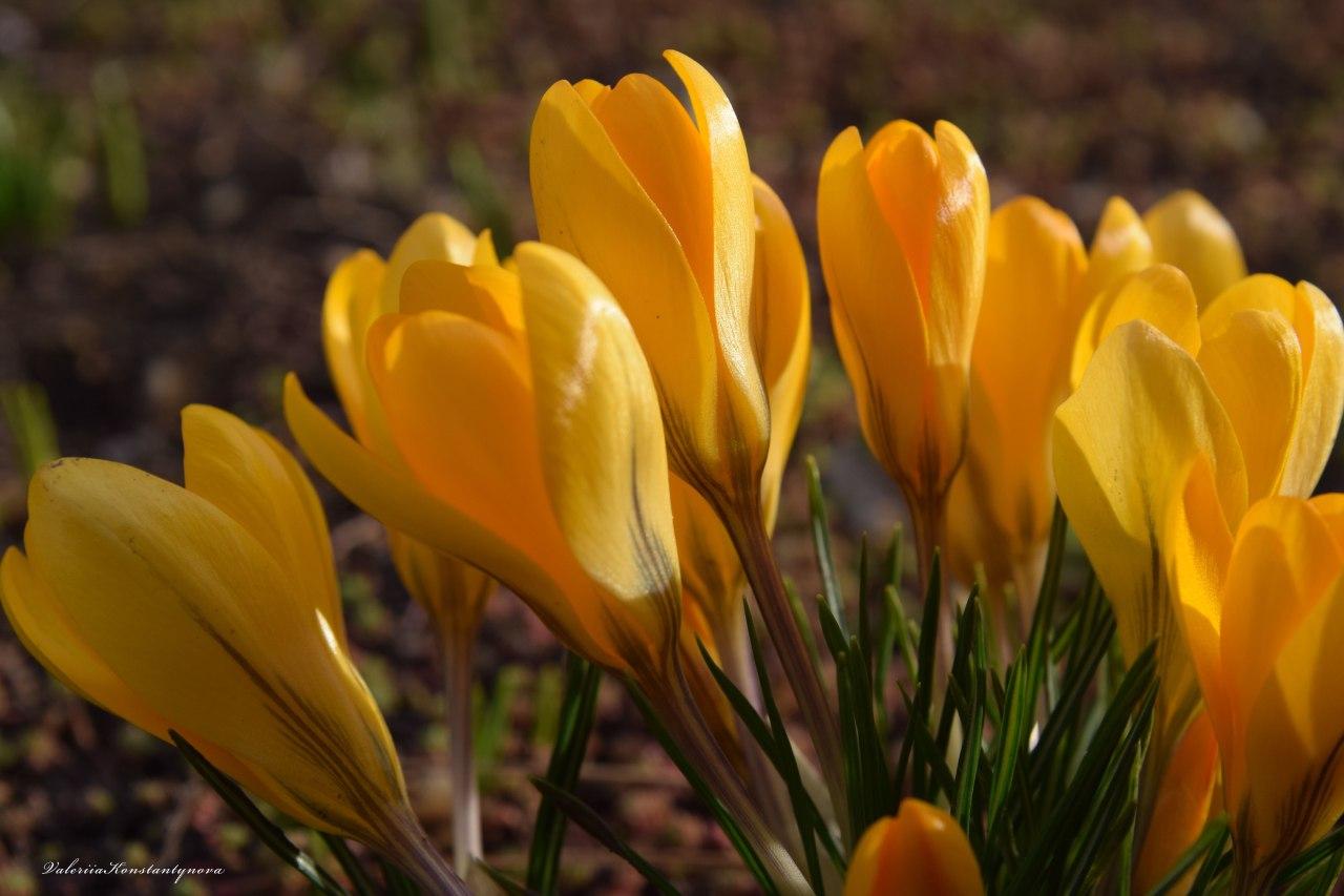 Яркие цветы и проснувшиеся насекомые: запорожский фотограф показала весну "в деталях" (ФОТО)