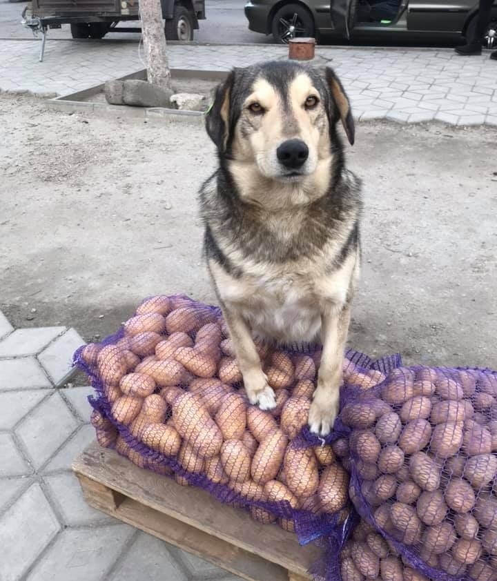 Пушистый бизнесмен: в Запорожской области картошку на рынке продаёт пёс (ФОТО)