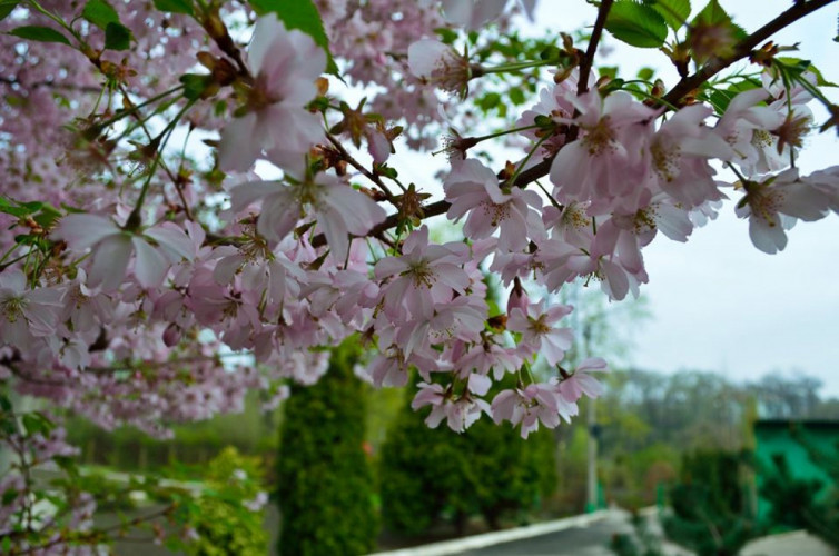 Ароматная весна: в Запорожье вовсю цветёт сакура (ФОТО)