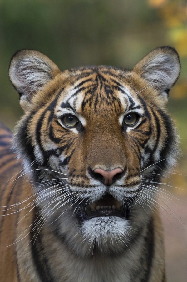 В мире коронавирусом заразились 8 тигров и львов (ФОТО)