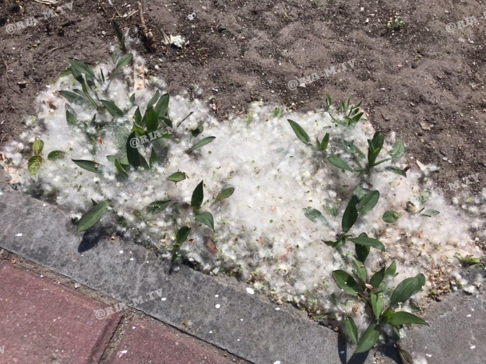 В Запорожской области растут "сугробы" из тополиного пуха (ВИДЕО)