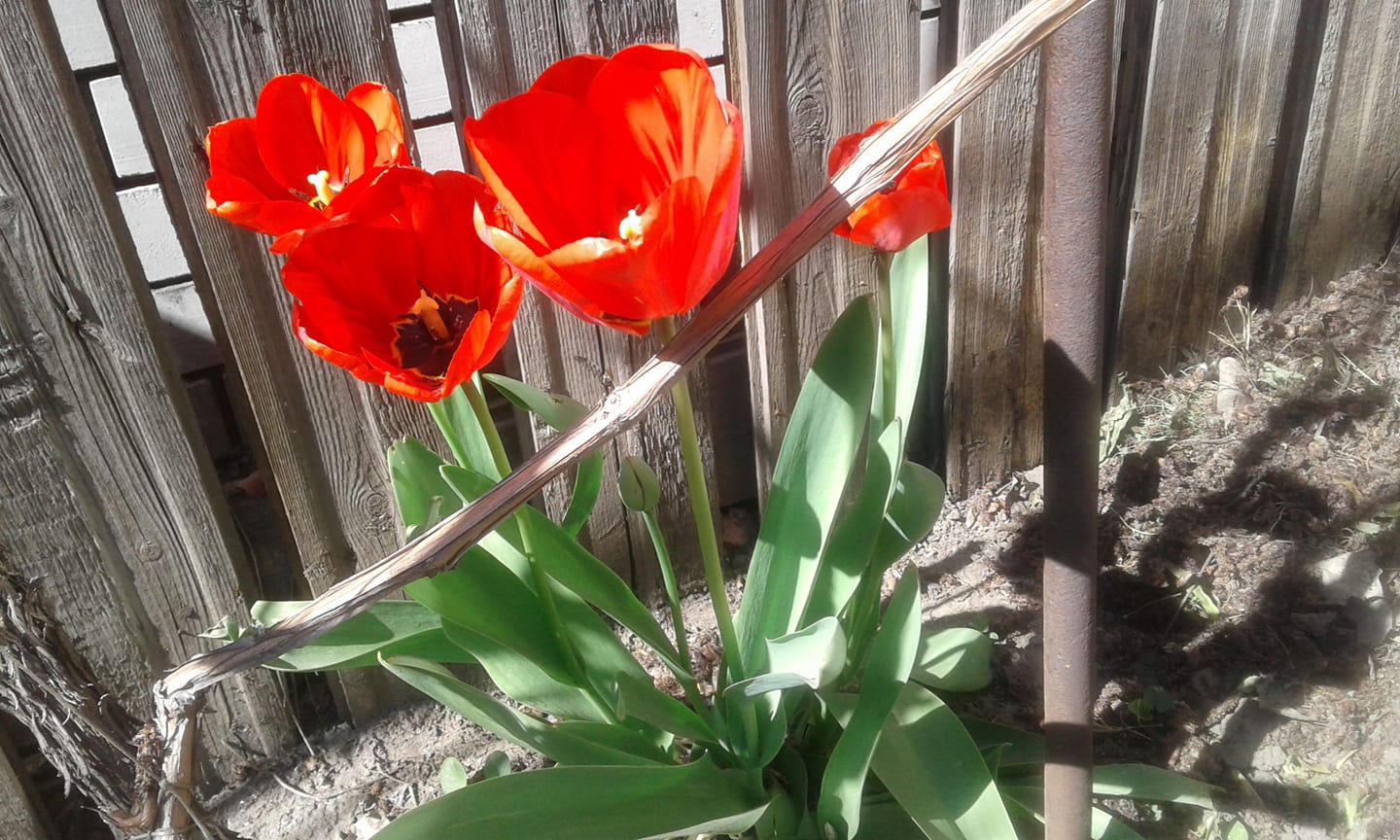 "Весна из моего окна": запорожцы запустили в соцсети яркий флешмоб (ФОТО)