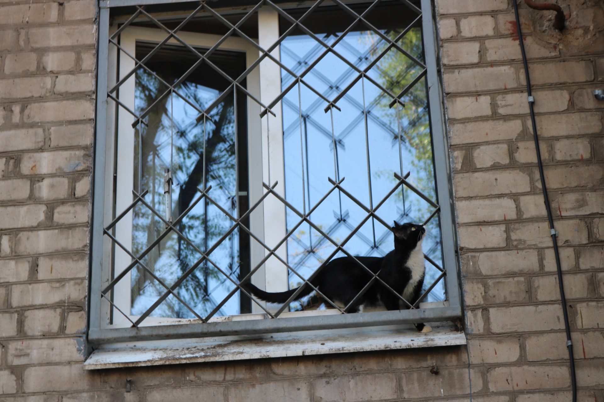 Весенние чудеса: в Запорожье "распустились" живые котики (ФОТО)