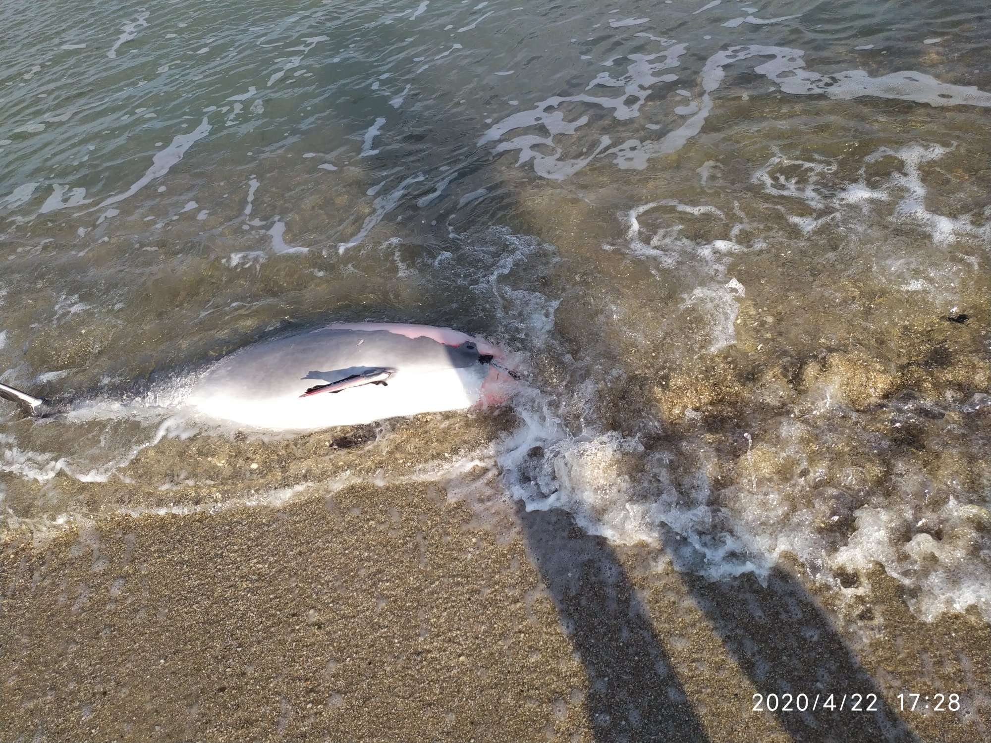 На берегу Азовского моря обнаружили мёртвого дельфина (ФОТО)