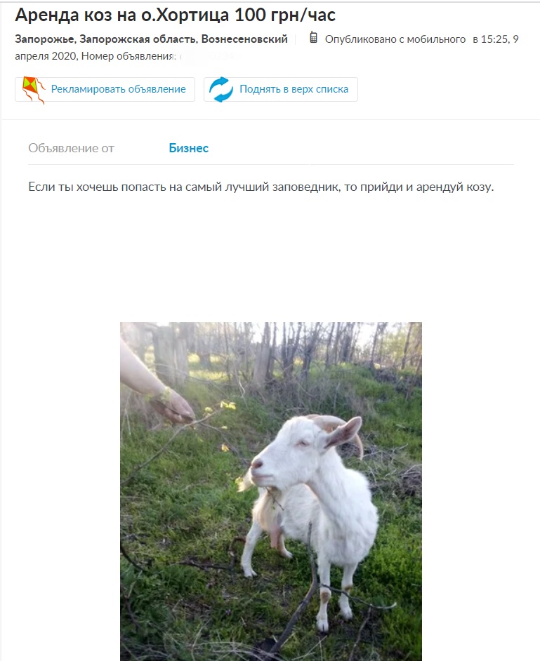 В Запорожье предлагают взять в аренду коз, чтобы попасть на Хортицу (ФОТО)
