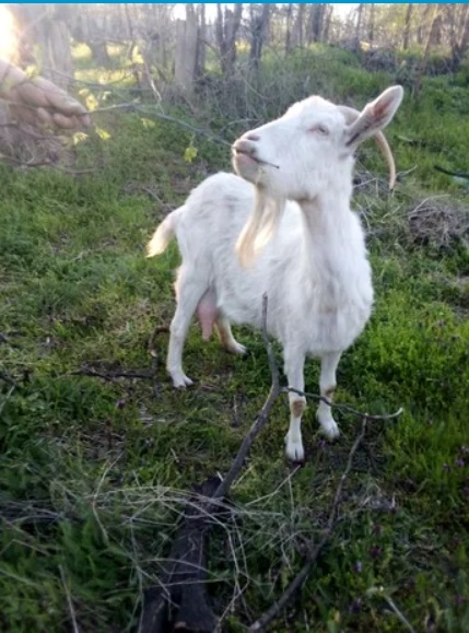 В Запорожье предлагают взять в аренду коз, чтобы попасть на Хортицу (ФОТО)