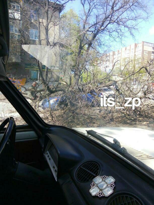В Запорожье сухое дерево обвалилось на проезжую часть: один человек ранен (ФОТО)