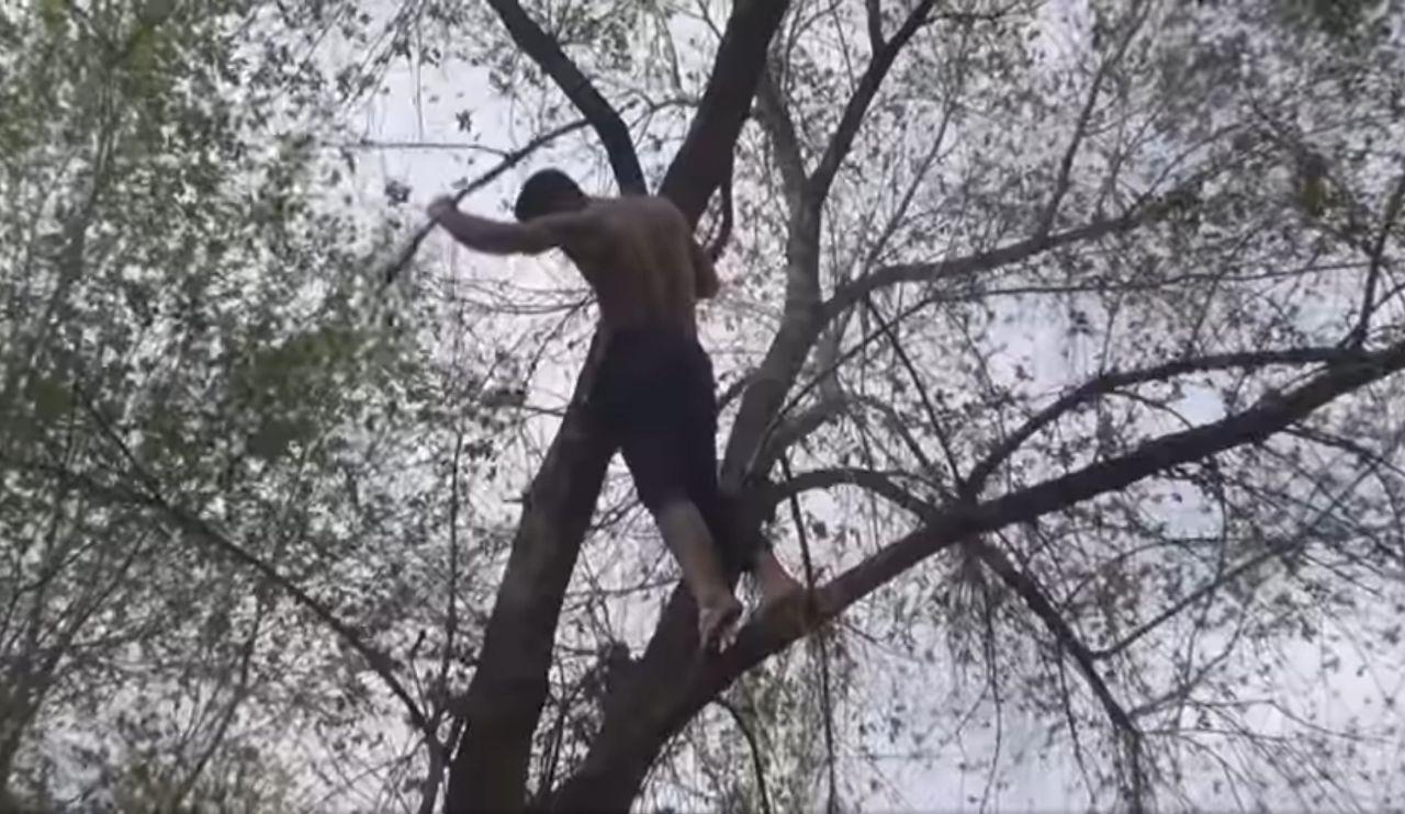 В Запорожье спасатели сняли с дерева местного "Маугли" (ФОТО)