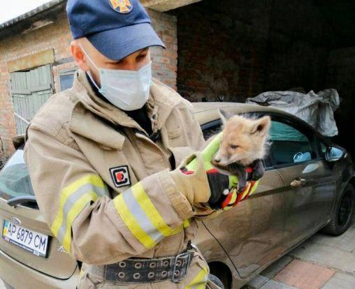 В Запорожской области организовали спасательную операцию для маленького лиса (ФОТО)