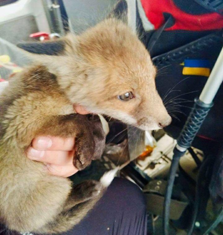 В Запорожской области организовали спасательную операцию для маленького лиса (ФОТО)