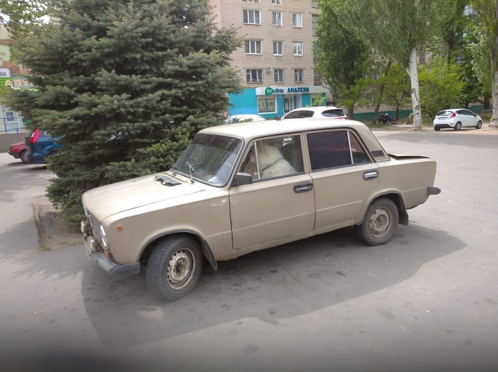 В Запорожской области за рулём "ВАЗа" заметили четырёхлапого (ФОТО)