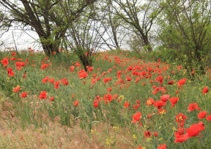 Красное "море": в Запорожье и области вовсю цветут маки (ФОТО)