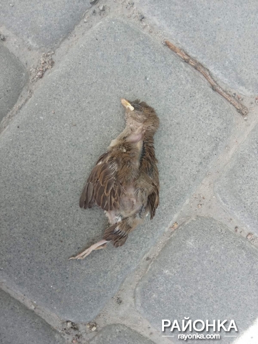 В Запорожской области тротуары "украсили" мёртвые птицы (ФОТО)