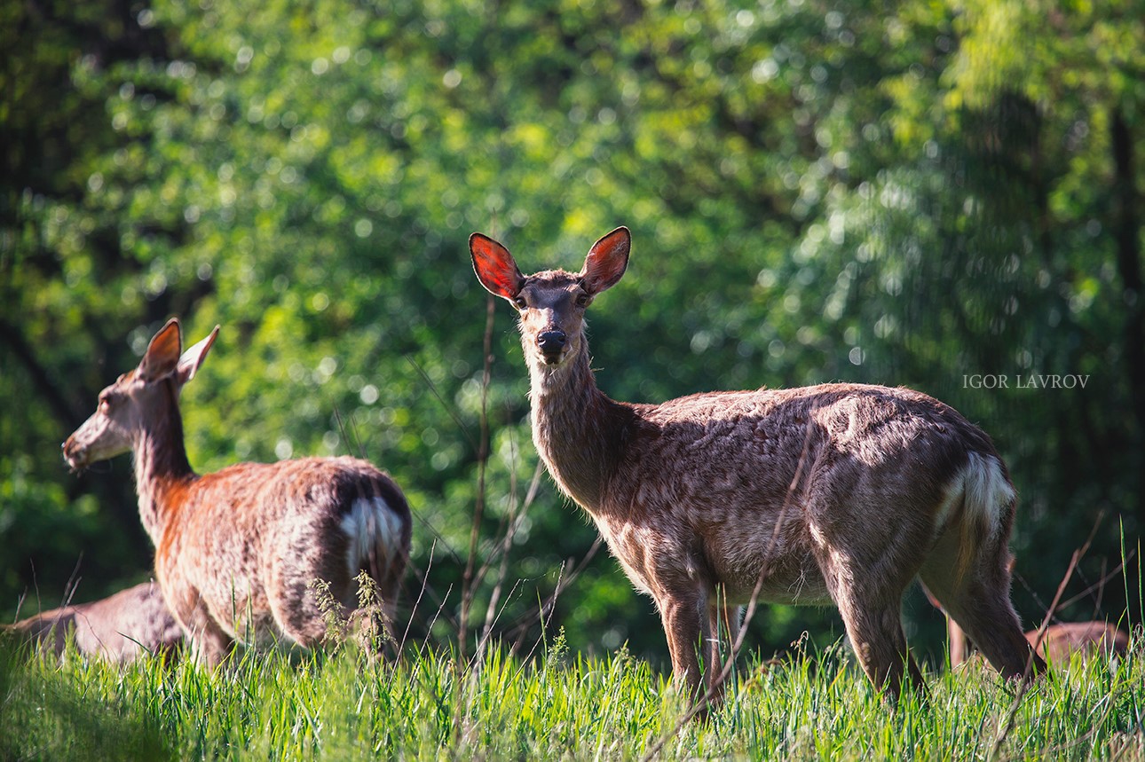 Запорожский фотограф показал будни лисов и оленей на Хортице (ФОТО)