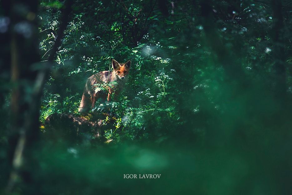 Запорожский фотограф показал будни лисов и оленей на Хортице (ФОТО)