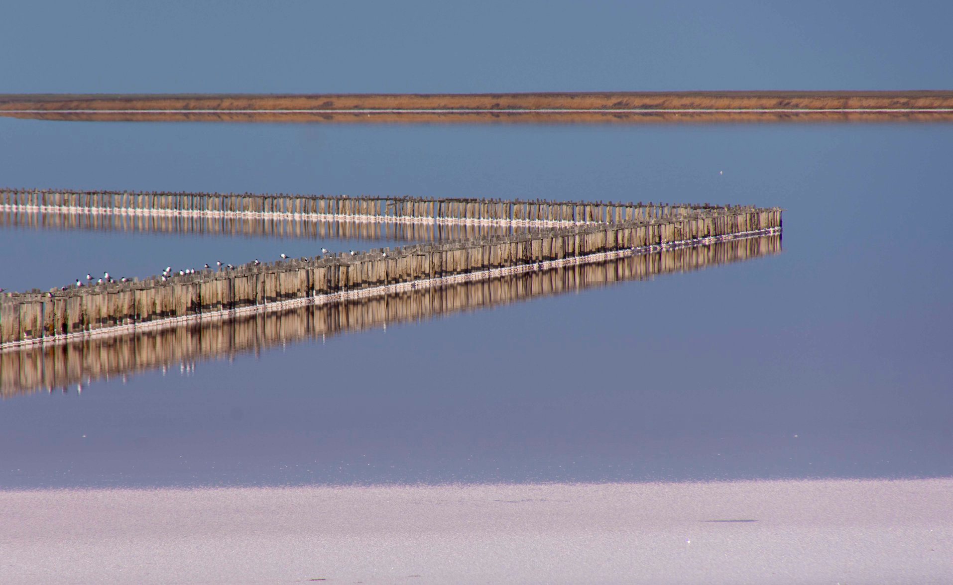Запорожский фотограф показал чудеса Розового озера у Азовского моря (ФОТО)
