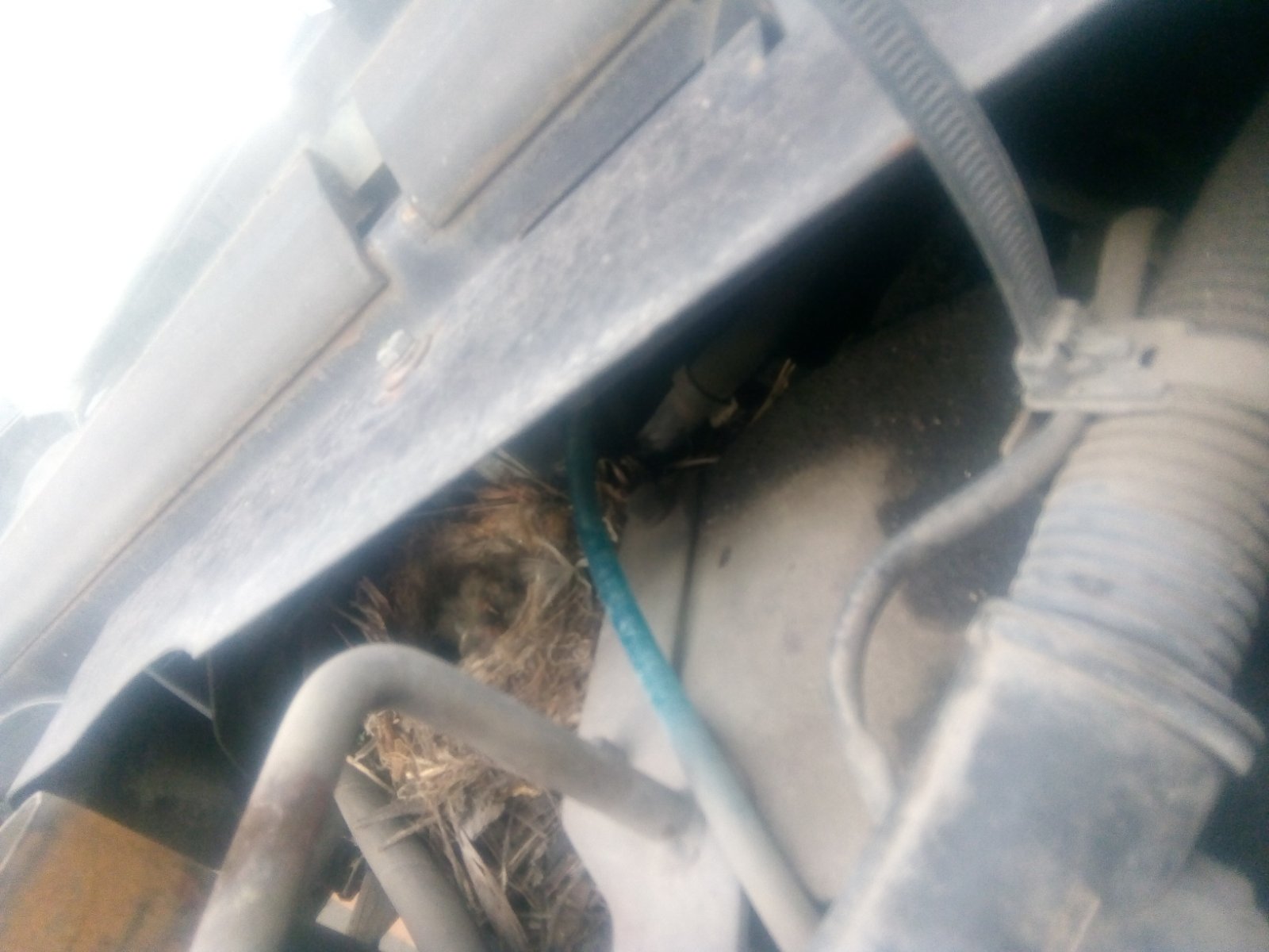 В Запорожье семья трясогузок свила гнезда в тракторах "Беларусь" (ФОТО)