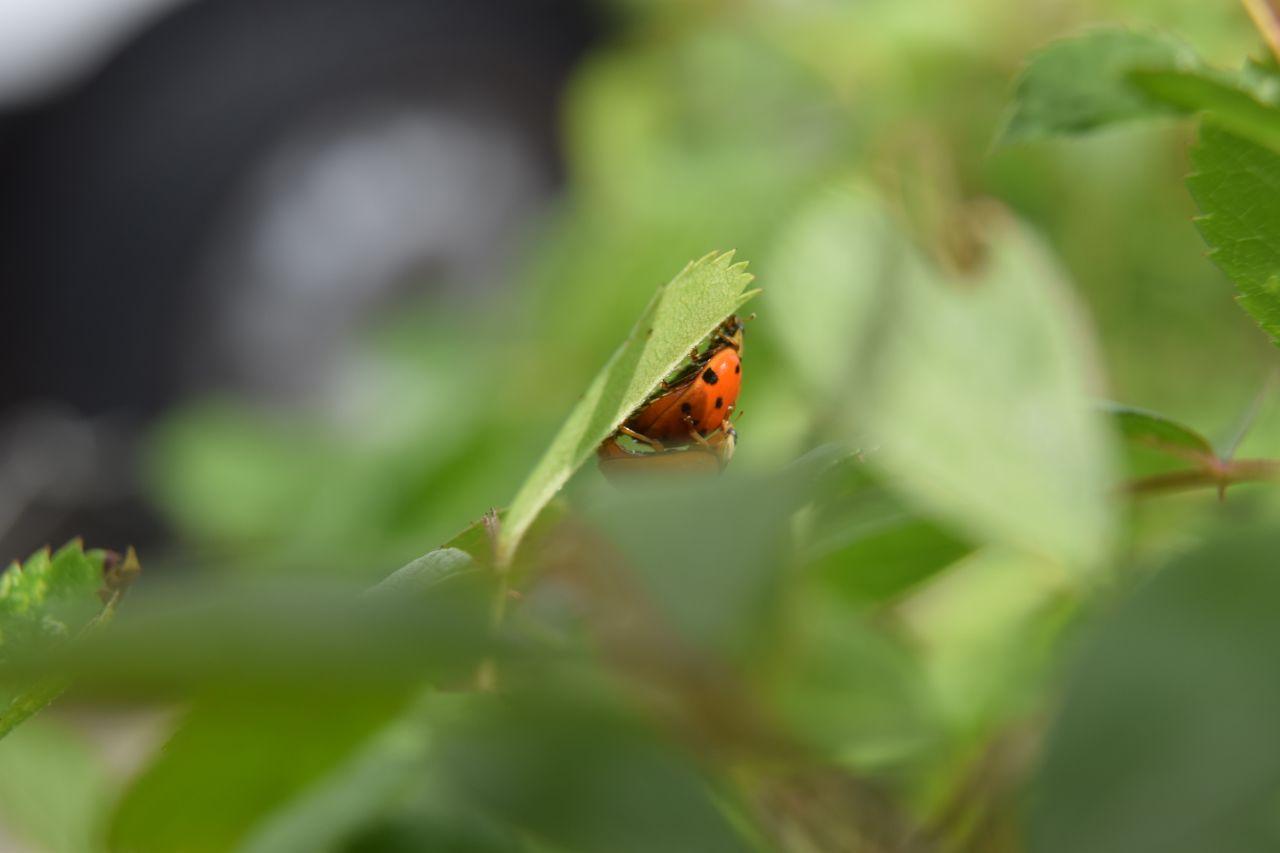 Любовь витает в воздухе: фотограф из Запорожья показала "романтические" фото насекомых