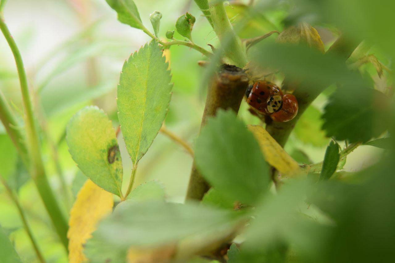 Любовь витает в воздухе: фотограф из Запорожья показала "романтические" фото насекомых