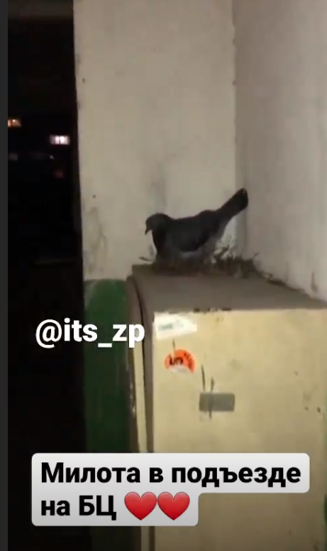 В Запорожье голубка свила гнездо в подъезде многоэтажки (ФОТО)