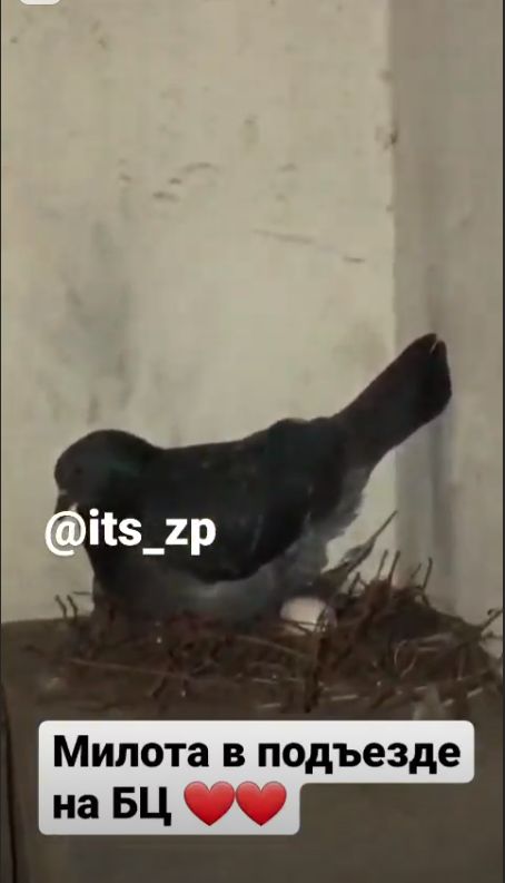 В Запорожье голубка свила гнездо в подъезде многоэтажки (ФОТО)