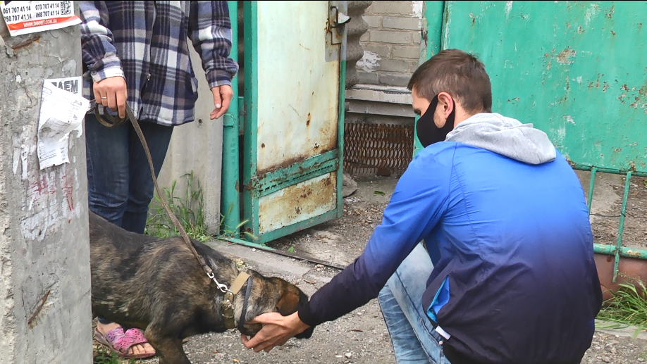 В Запорожье стартовала бесплатная стерилизация котов и собак (ФОТО)