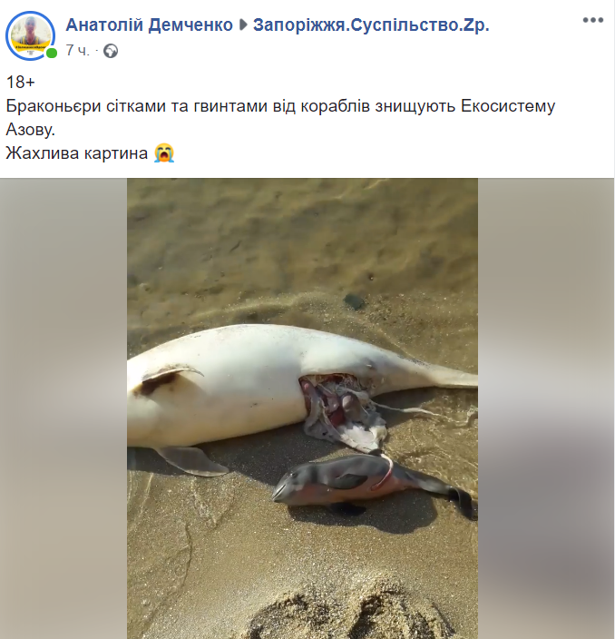 В Азовском море браконьеры лишили жизни беременного дельфина (ФОТО)
